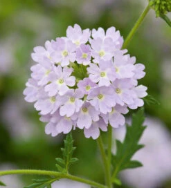 Ice Blue Pot Collection -Plant Supply Store 190586 5 23290.1616090484