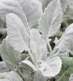 Smoky Window Box Collection -Plant Supply Store 190589 4 60924.1617707430