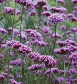 Smoky Window Box Collection -Plant Supply Store 190589 5 35861.1617707430