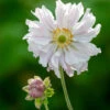 Anemone Hupehensis Var. Japonica 'Tiki Sensation'