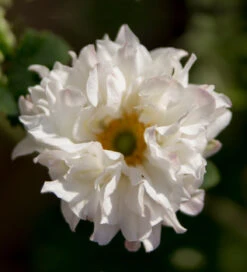 Anemone Hupehensis Var. Japonica 'Tiki Sensation' -Plant Supply Store 190609 3 80906.1621337474