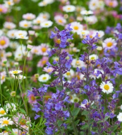 Nepeta X Faassenii 'Kit Kat'