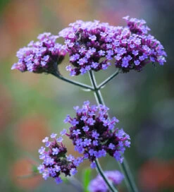 Verbena Bonariensis 'Lollipop'