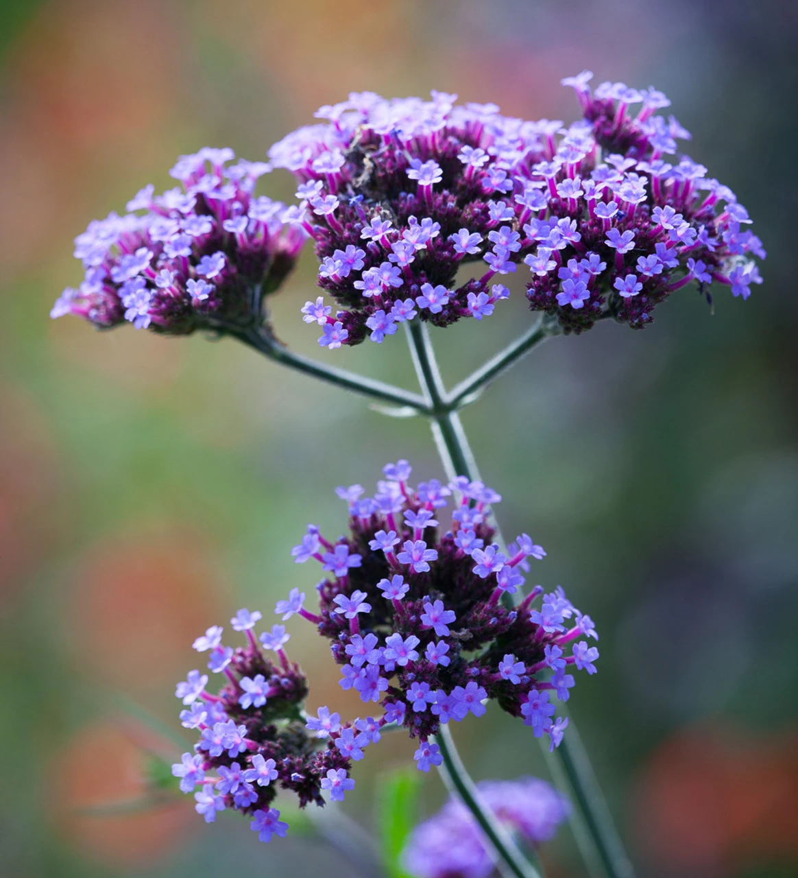 Verbena Bonariensis 'Lollipop' 1 Verbena Bonariensis 'Lollipop'