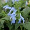 Salvia Patens 'Beyond Blue'