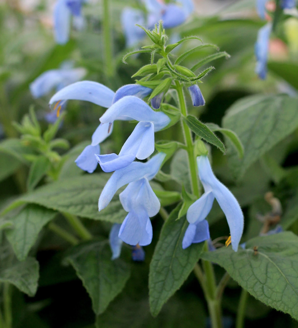 Salvia Patens 'Beyond Blue' 1 Salvia Patens 'Beyond Blue'