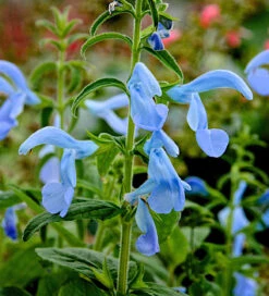 Salvia Patens 'Beyond Blue' 5 Salvia Patens 'Beyond Blue' -Plant Supply Store 190644 3 62855.1616091036