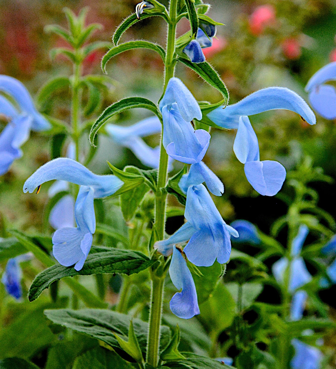 Salvia Patens 'Beyond Blue' 3 Salvia Patens 'Beyond Blue' - Image 3