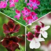 The Ultimate Pelargonium Collection