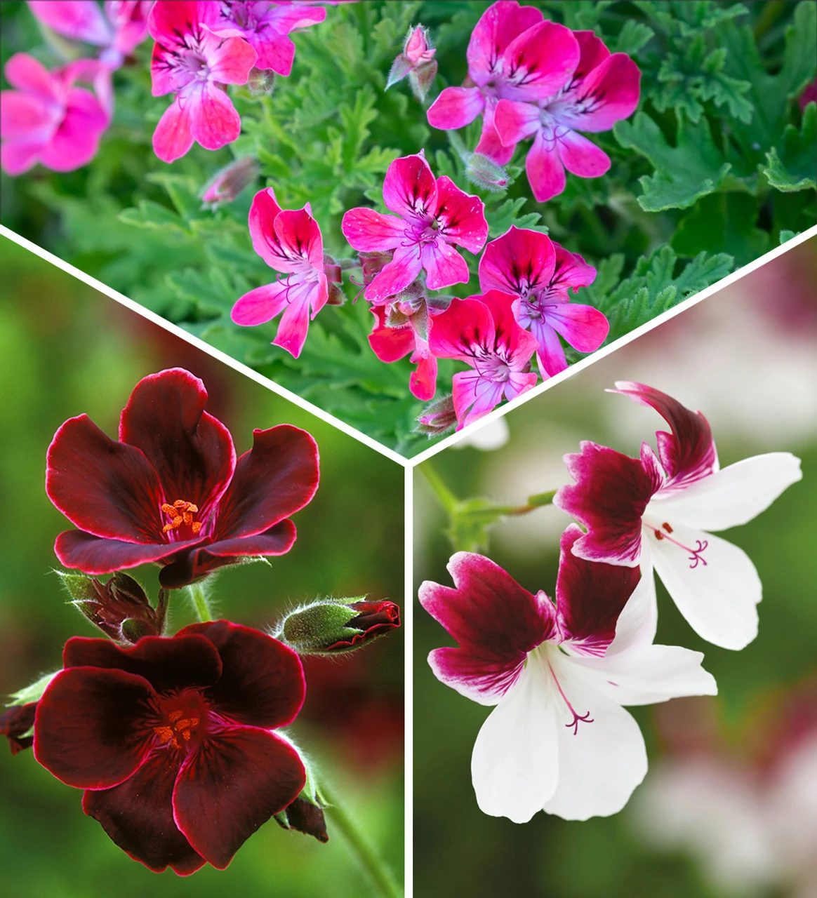 The Ultimate Pelargonium Collection 1 The Ultimate Pelargonium Collection