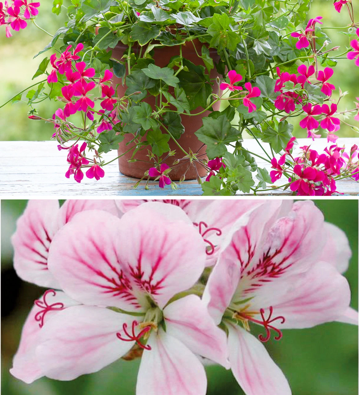 The Ultimate Pelargonium Collection 2 The Ultimate Pelargonium Collection - Image 2
