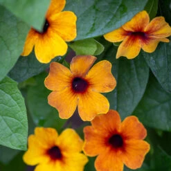Thunbergia Alata 'SunEyes Terracotta'