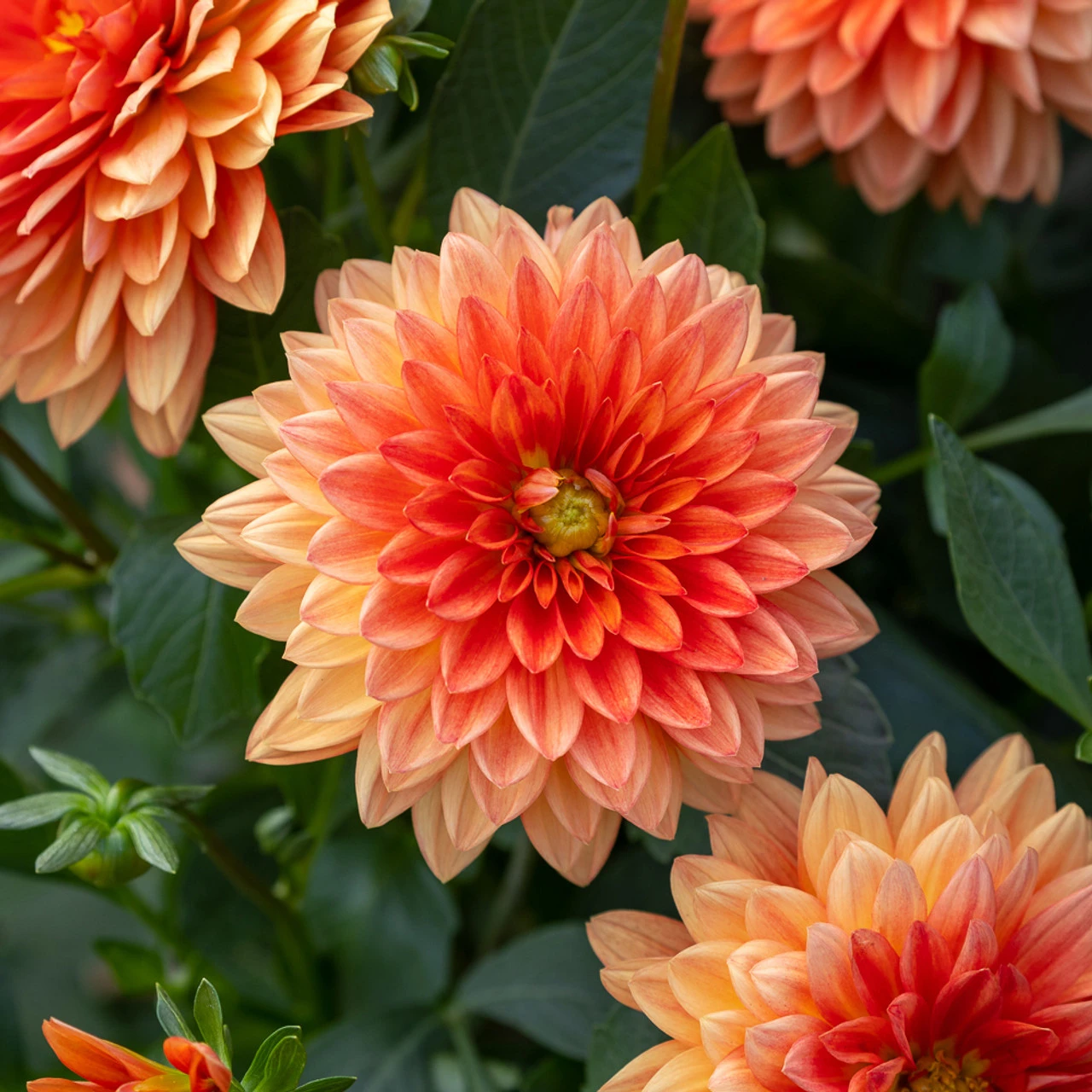 Dahlia 'Dalina Maxi Emilio' 1 Dahlia 'Dalina Maxi Emilio'