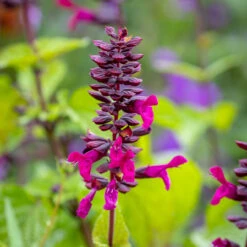Salvia 'Rockin' Fuschia'