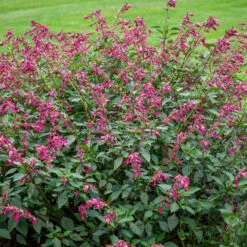 Salvia 'Wendy's Wish'