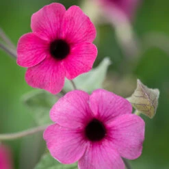 Thunbergia Alata 'SunEyes Rose Sensation'
