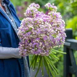 Allium Unifolium 'Eros' -Plant Supply Store 190769 4 96002.1685971194