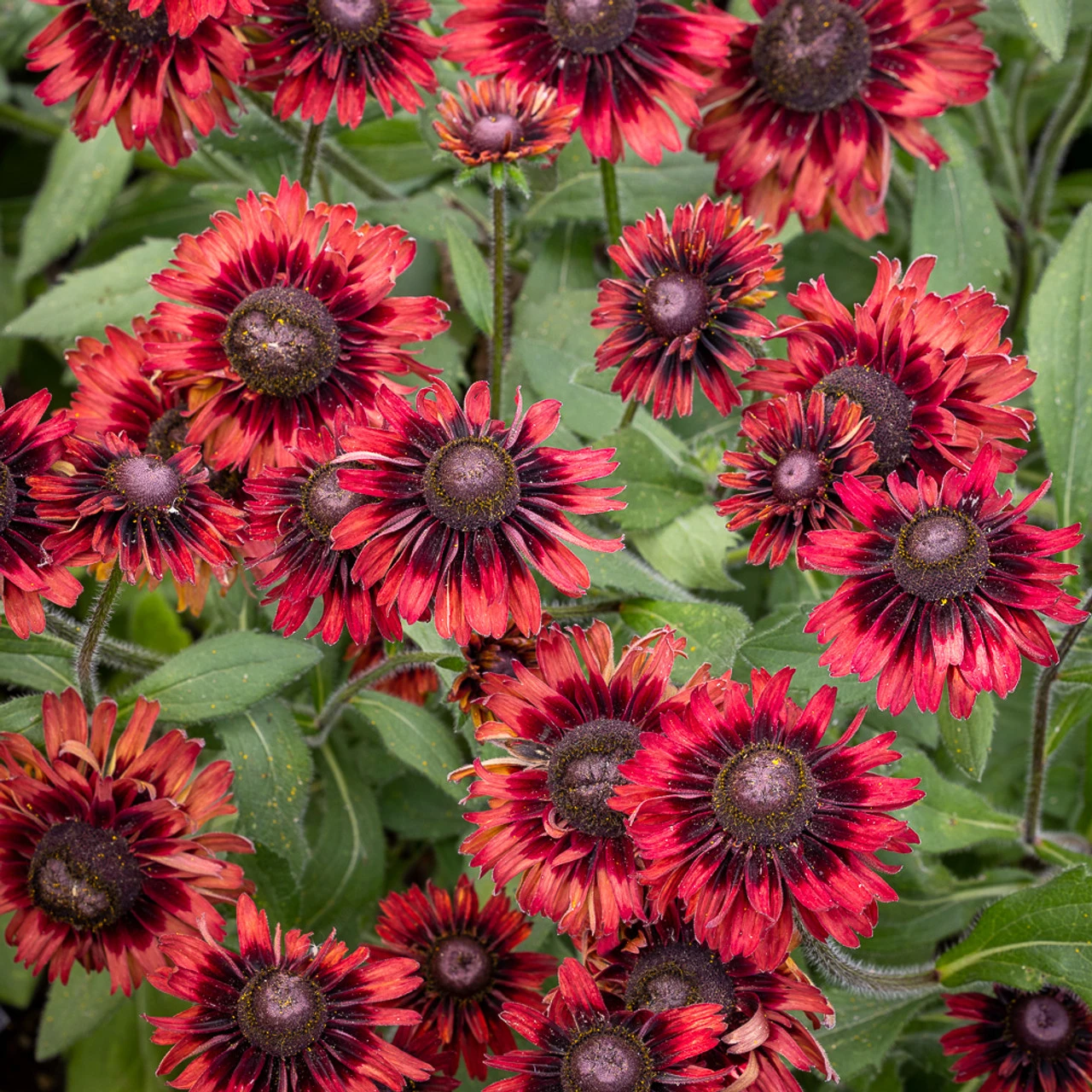 Rudbeckia 'Enchanted Velvet Flame' 1 Rudbeckia 'Enchanted Velvet Flame'