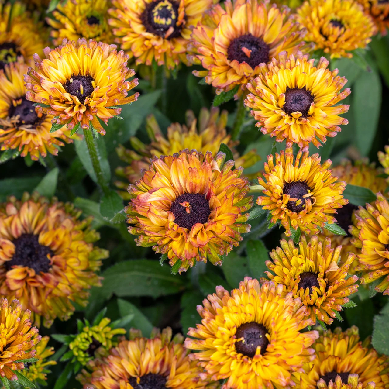 Rudbeckia 'Enchanted Nightfall' 1 Rudbeckia 'Enchanted Nightfall'