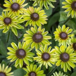 Rudbeckia 'Enchanted Forest'
