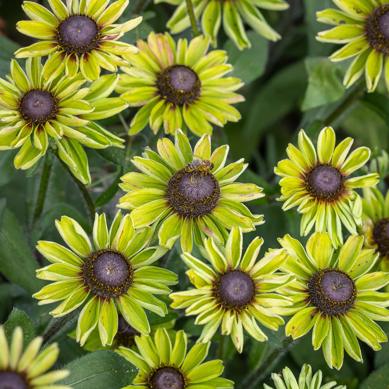Rudbeckia 'Enchanted Forest' 1 Rudbeckia 'Enchanted Forest'