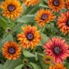 Rudbeckia 'Enchanted Flame'