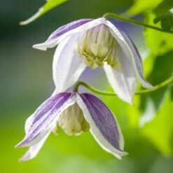 Clematis Koreana 'Blue Eclipse'