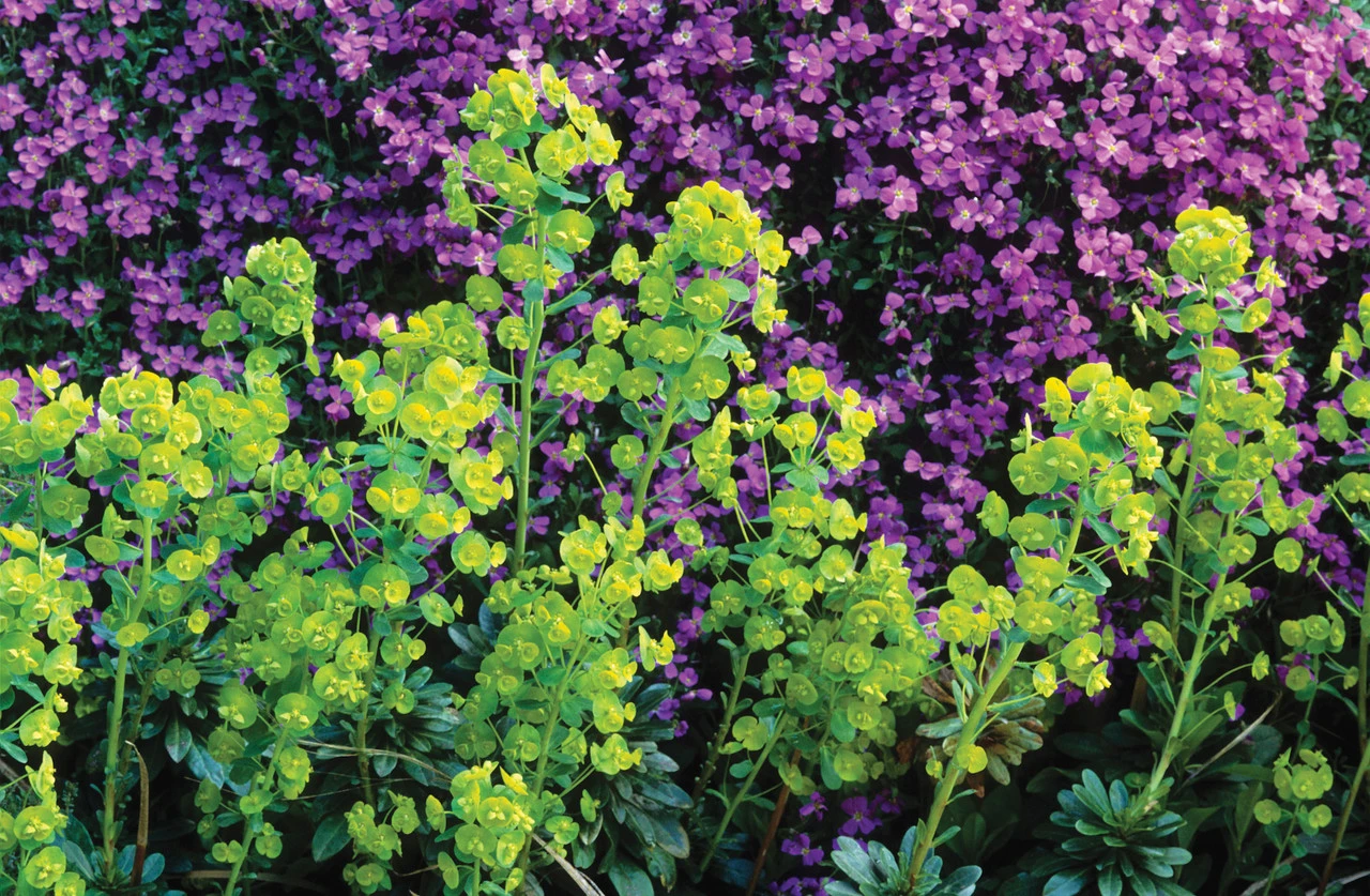 Euphorbia Amygdaloides Var. Robbiae 1 Euphorbia Amygdaloides Var. Robbiae