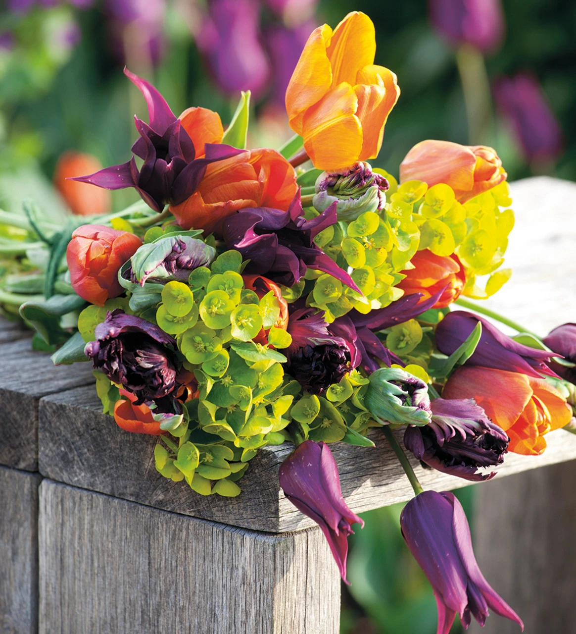 Euphorbia Amygdaloides Var. Robbiae 2 Euphorbia Amygdaloides Var. Robbiae - Image 2