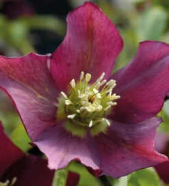 Helleborus Orientalis 'Pretty Ellen Red'