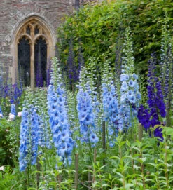 Delphinium Border Collection