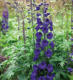Delphinium Border Collection -Plant Supply Store 200262 3 58880.1616584238
