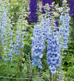 Delphinium Border Collection -Plant Supply Store 200262 4 49565.1616091060