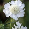 Scabiosa Caucasica 'Perfecta Alba'