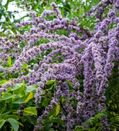 Buddleia Alternifolia