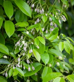 Holboellia Latifolia