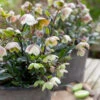 Helleborus X Sahinii 'Winterbells'