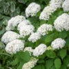 Hydrangea Arborescens 'Annabelle'