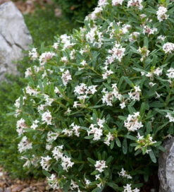 Daphne X Transatlantica 'Eternal White Fragrance'