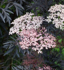 Sambucus Nigra F. Porphyrophylla 'Eva'