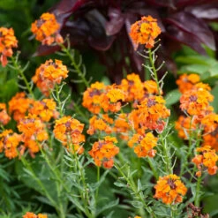 Erysimum 'Apricot Twist'