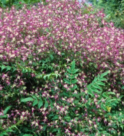 Clematis X Triternata 'Rubromarginata'