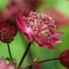 Astrantia Major 'Gill Richardson Group'
