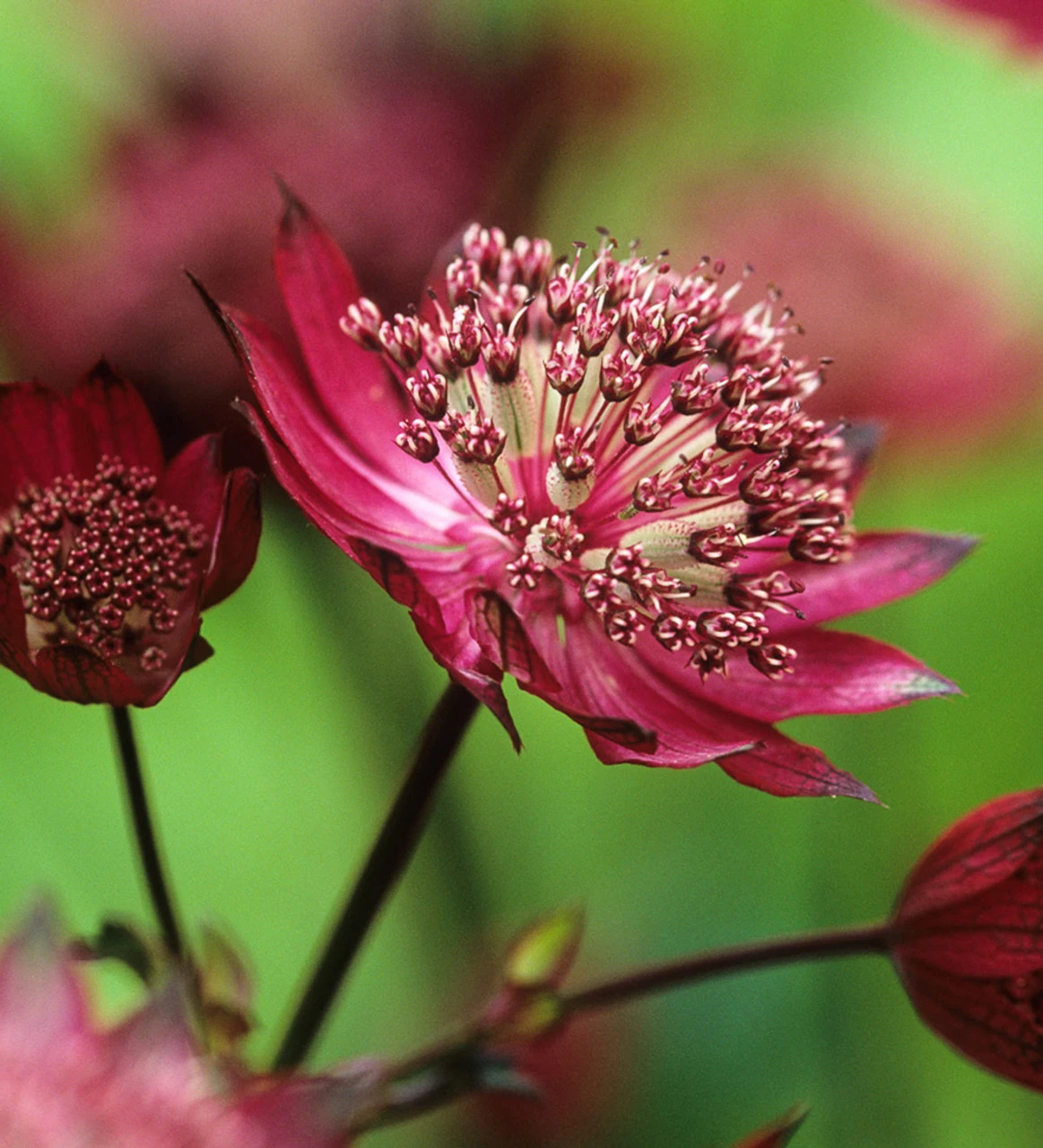 Astrantia Major 'Gill Richardson Group' 1 Astrantia Major 'Gill Richardson Group'