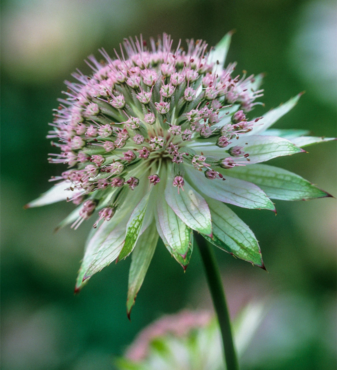 Astrantia Major 'Buckland' 1 Astrantia Major 'Buckland'