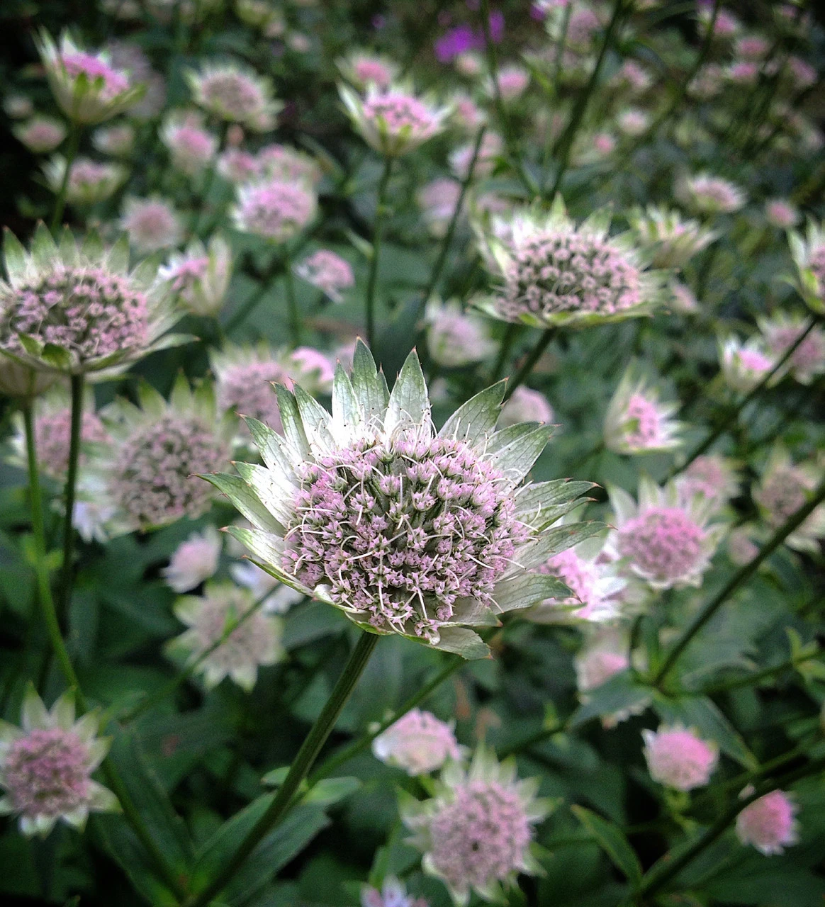 Astrantia Major 'Buckland' 2 Astrantia Major 'Buckland' - Image 2