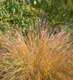 Anemanthele Lessoniana 'Sirocco'