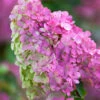 Hydrangea Paniculata 'Vanille Fraise'