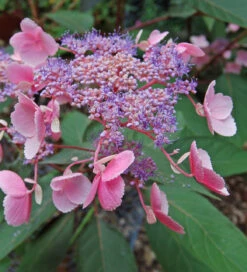 Hydrangea Aspera 'Hot Chocolate'