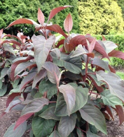 New Release -Plant Supply Store 200524 2 59114.1619014297